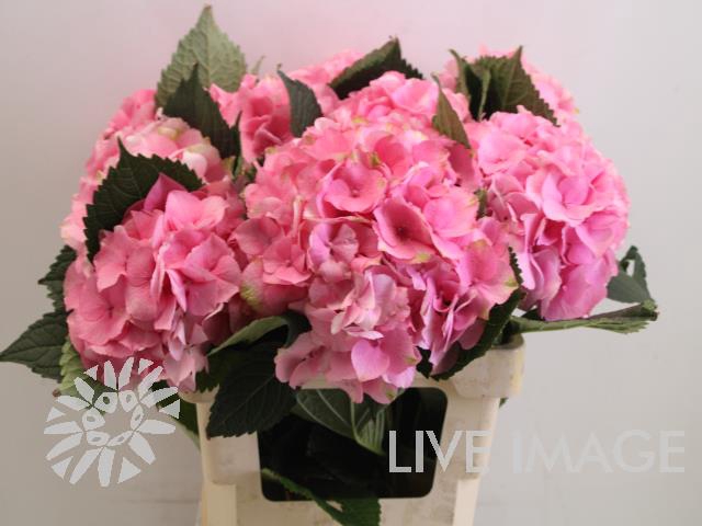 <h4>Hydrangea royal love</h4>