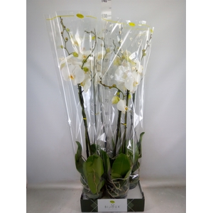 Phalaenopsis   ...white