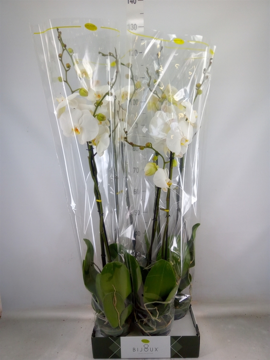 <h4>Phalaenopsis   ...white</h4>