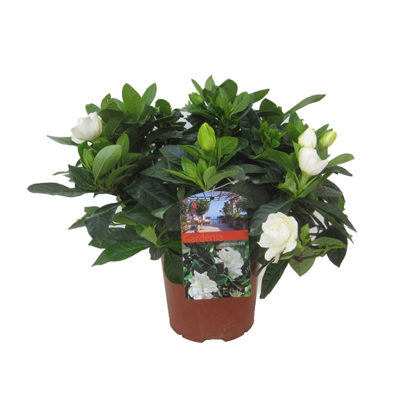 <h4>Gardenia Jasminoides</h4>