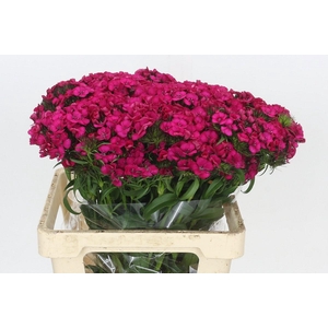 DI BARB ALDO HO PINK