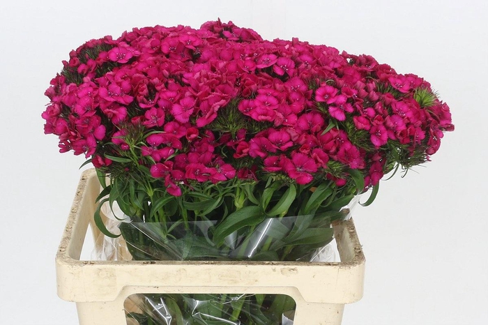 <h4>DI BARB ALDO HO PINK</h4>