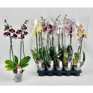 PHAL GEM
