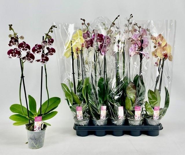 <h4>PHAL GEM</h4>