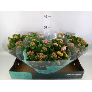 Kalanchoe blos.   ..rosebud mix/pot