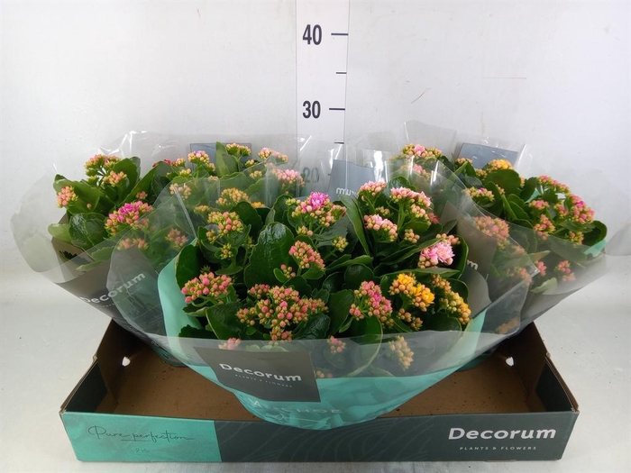 <h4>Kalanchoe blos.   ..rosebud mix/pot</h4>