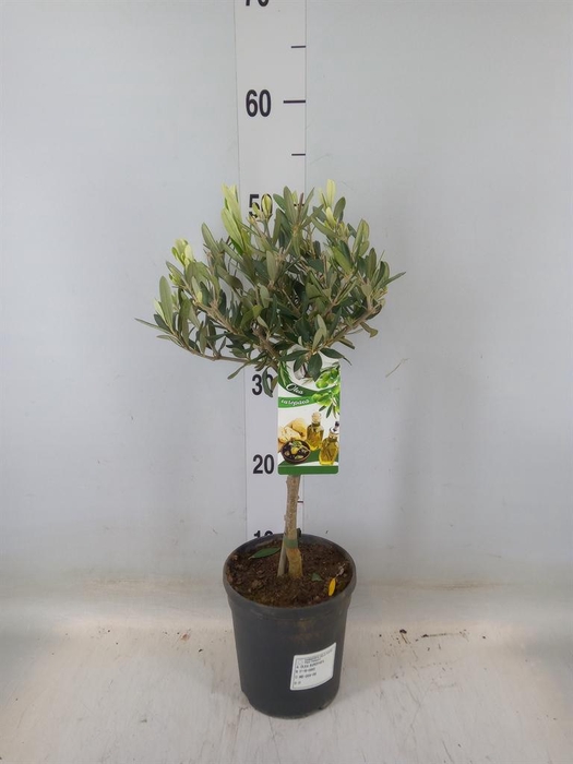 <h4>Olea europaea</h4>