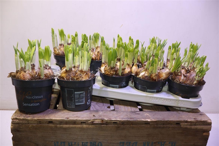 <h4>Narc O Tete A Tete</h4>