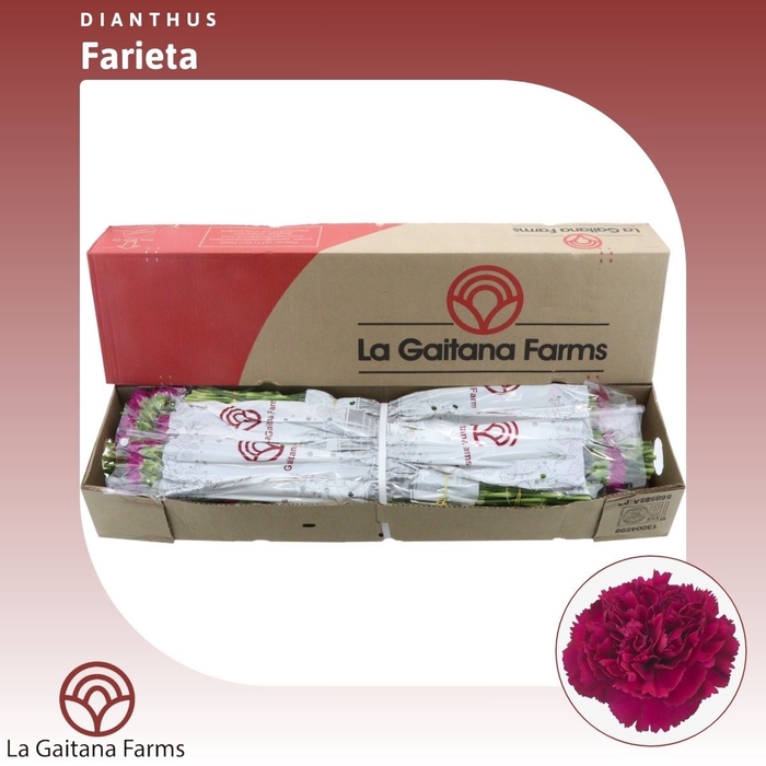 <h4>Dianthus St Farieta</h4>