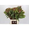 Protea Robijn