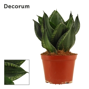 Sansevieria hahnii 12 cm Silver flame (Decorum)