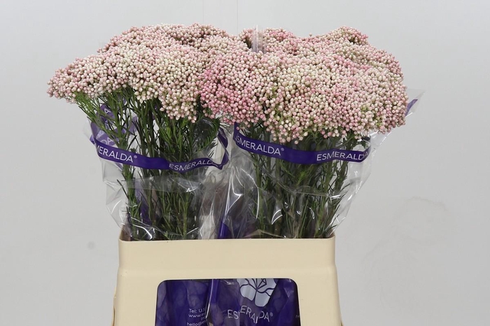 Ozothamnus Cooks Tall Pink