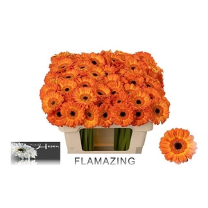 GE MI FLAMAZING