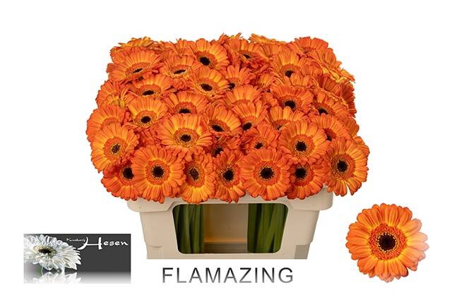 <h4>GE MI FLAMAZING</h4>