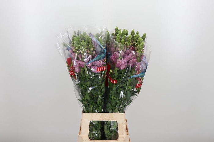 <h4>Antir Poto Lavend</h4>