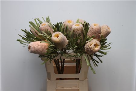 <h4>Banksia Hookeriana</h4>