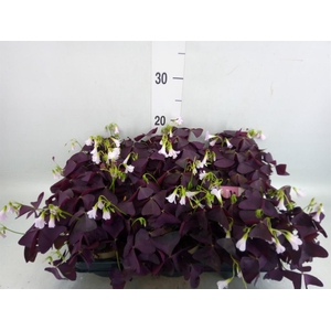 Oxalis trian. 'Mijke'