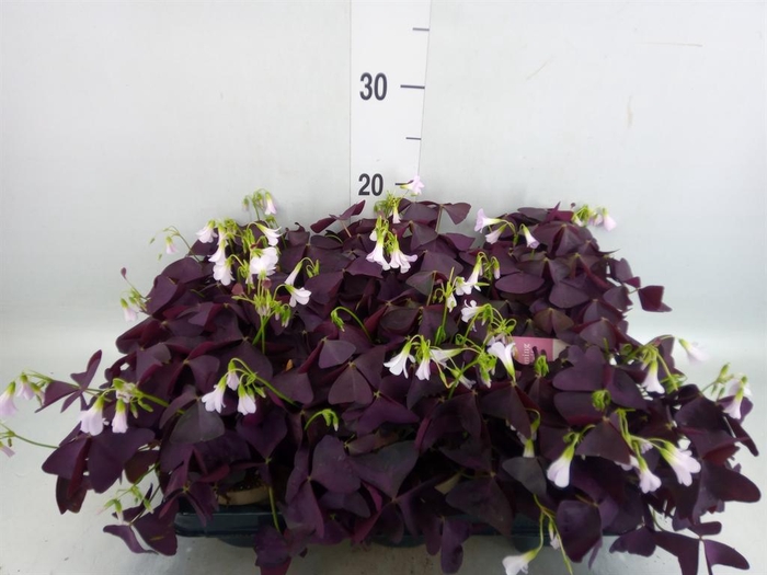 <h4>Oxalis trian. 'Mijke'</h4>