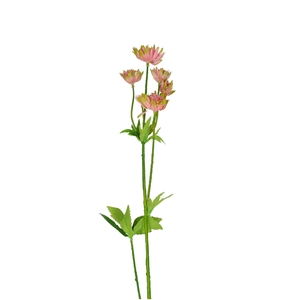 Astrantia 64cm