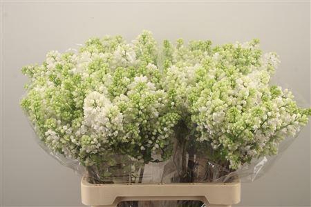 <h4>Syr Stepman White</h4>