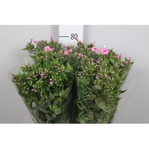 Phlox P Kiki
