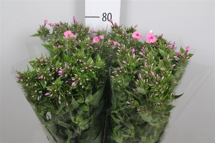 <h4>Phlox P Kiki</h4>