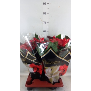 Euphorbia pulc. 'Fantasy Star'