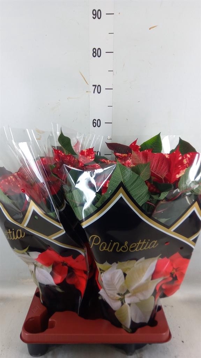 <h4>Euphorbia pulc. 'Fantasy Star'</h4>