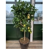 Citrus Limon stam