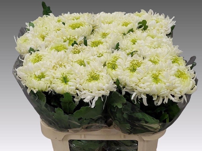 <h4>CHR G LOUIS GERM WHI</h4>