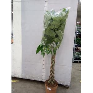 Pachira aquatica