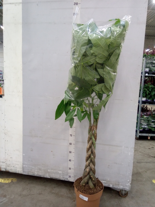 <h4>Pachira aquatica</h4>