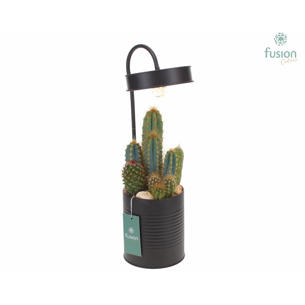 Lamp metaal zwart met LED verlichting met Cactus mix