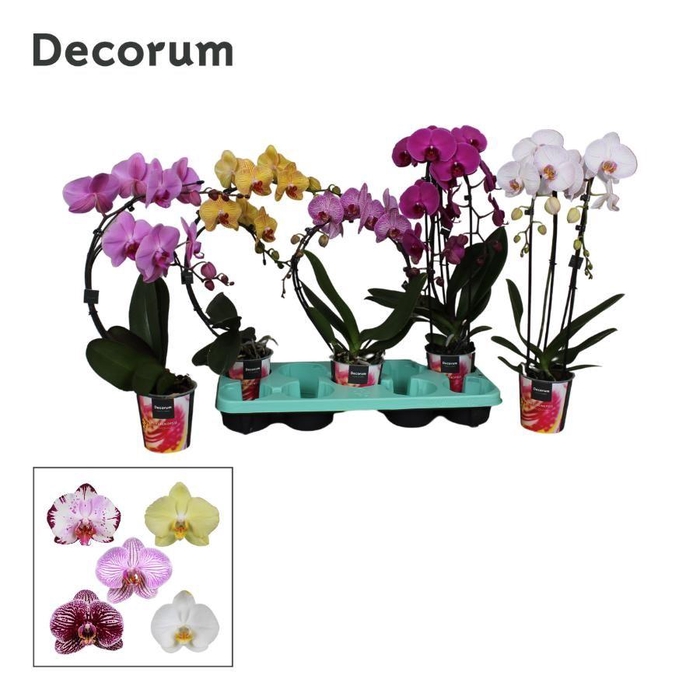 <h4>PHAL EL CASCADE</h4>