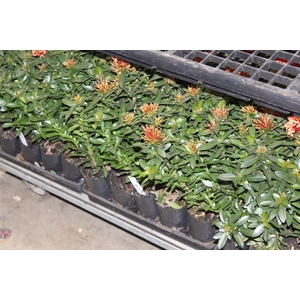IXORA MINI VERMELHO SAQ 30