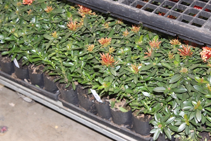 <h4>IXORA MINI VERMELHO SAQ 30</h4>