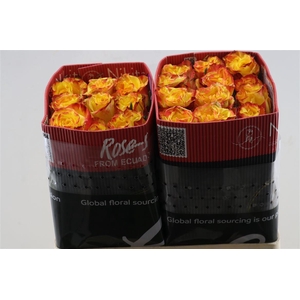 R Gr High & M Yel Fl