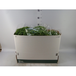 Chrysanthemum  'Jasoda'  ..mix