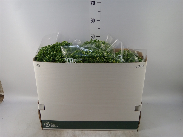 <h4>Chrysanthemum  'Jasoda'  ..mix</h4>