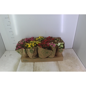 KALANCHOE DOBRADO P11