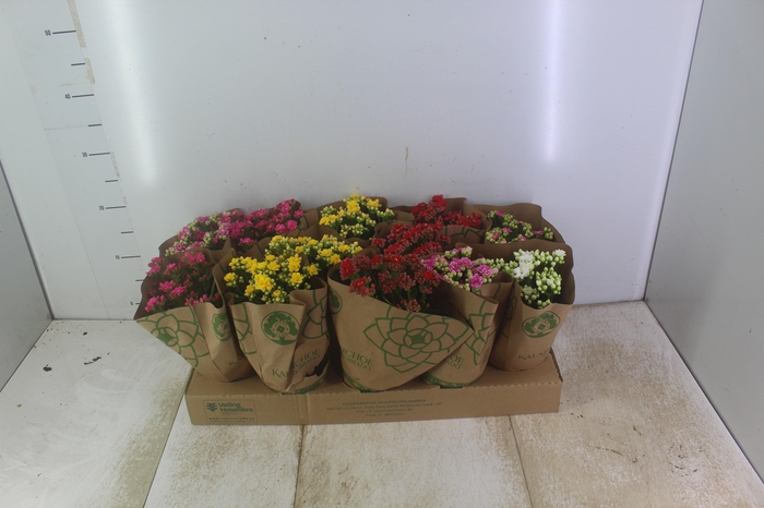 <h4>KALANCHOE DOBRADO P11</h4>