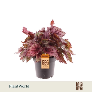 Begonia rex Lambada