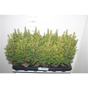 Picea Gl Perfecta