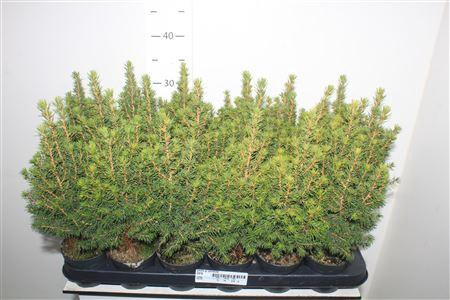 <h4>Picea Gl Perfecta</h4>