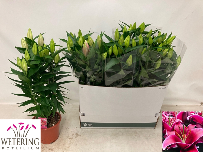 <h4>LIL OR SUNNY KEYS</h4>