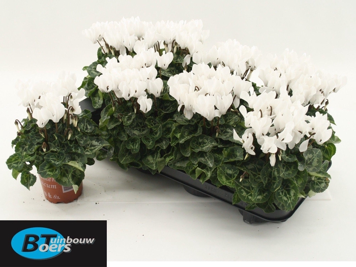 <h4>CYCL KL SUP COMPACT</h4>