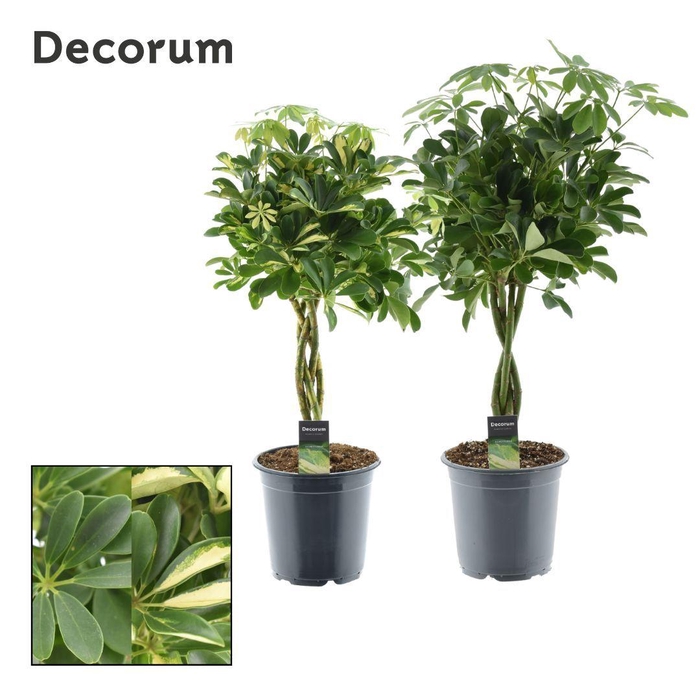 <h4>Schefflera gevlochten stam mix</h4>