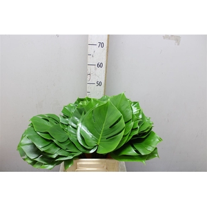 Monstera Blad