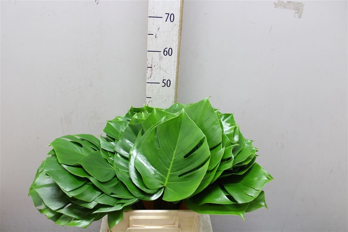 Monstera Blad