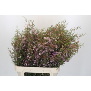Chamelaucium Early Nir